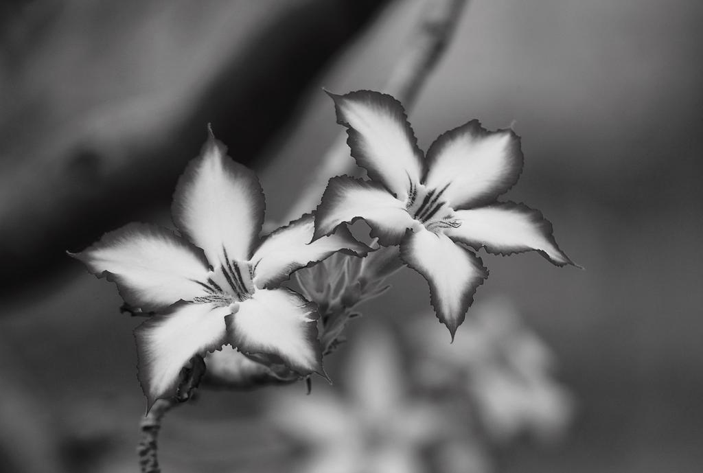 Impala Lily Villa Marloth Park Kültér fotó